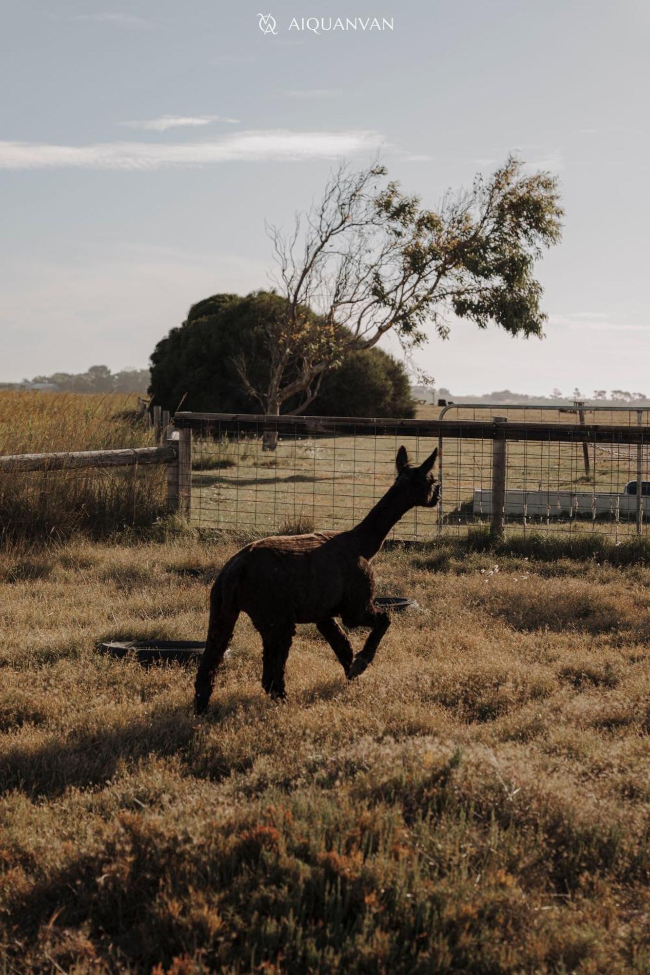 Coorong Island Retreat - Farm Stay At Pet Friendly Property Meningie Exterior foto